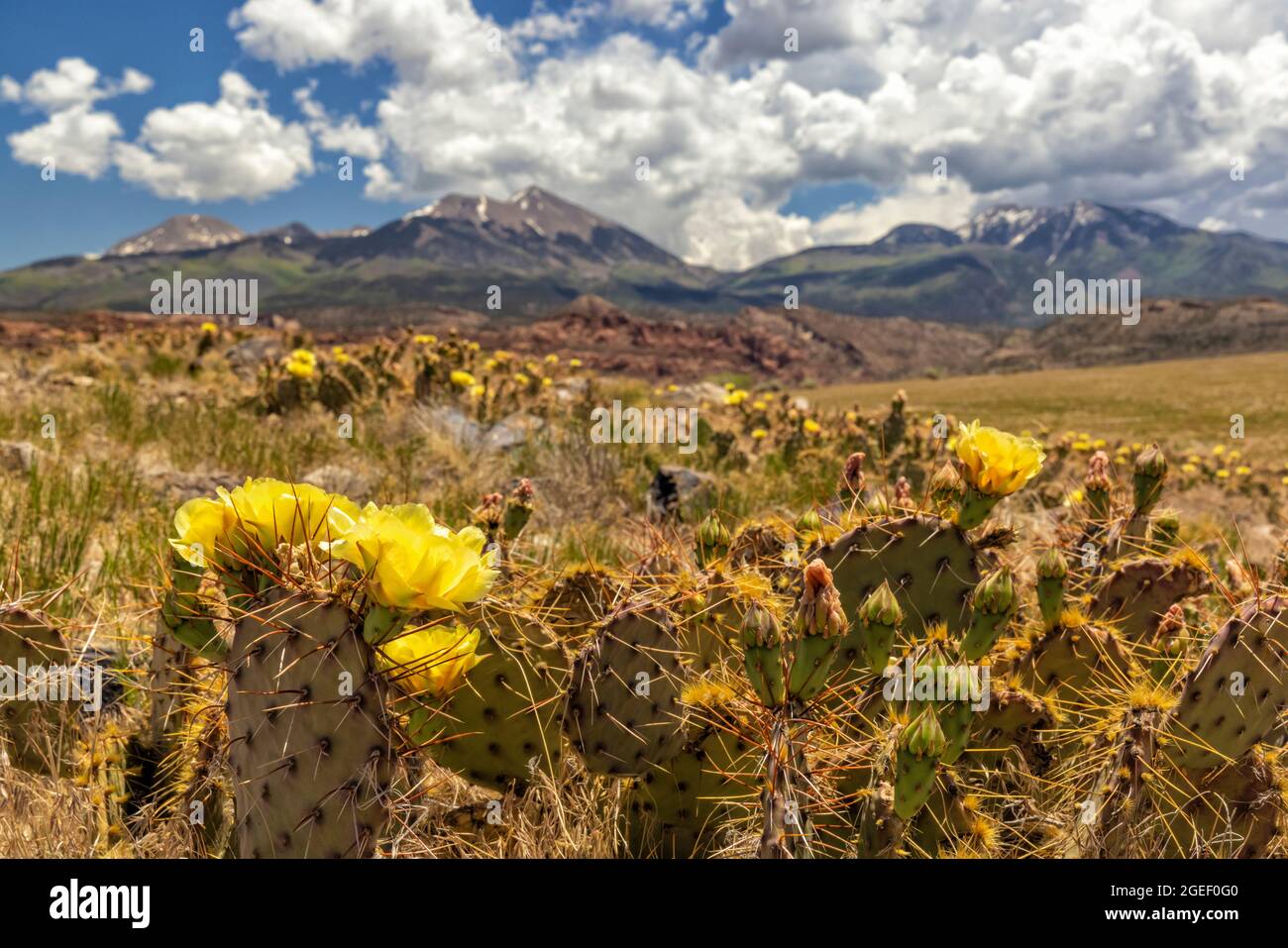 Der Picky Pear Cactus auf einem kleinen Hügel blüht mit gelben Blüten vor den La Sal Mountains südlich von Moab Utah. Stockfoto