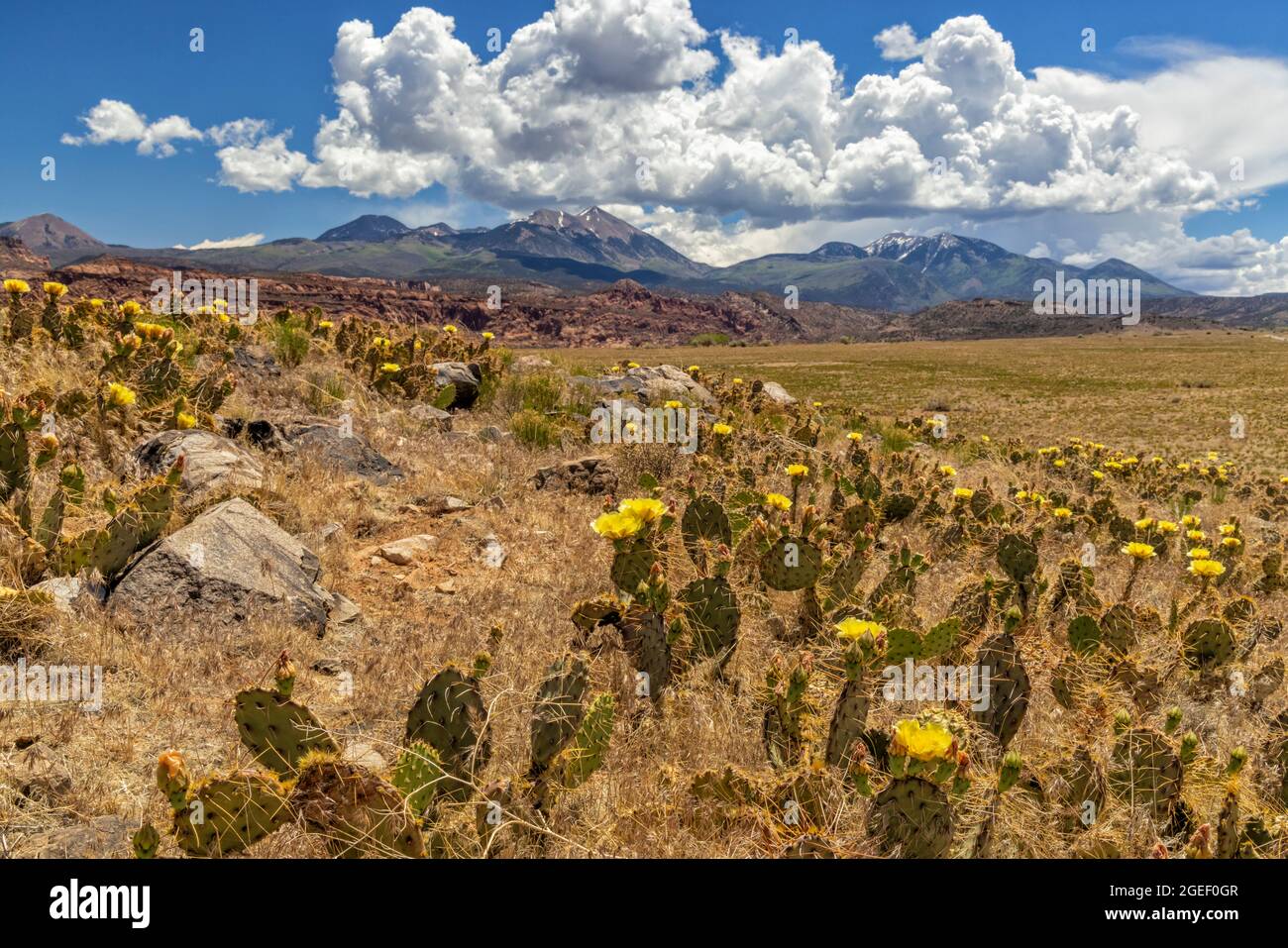 Der Picky Pear Cactus auf einem kleinen Hügel blüht mit gelben Blüten vor den La Sal Mountains südlich von Moab Utah. Stockfoto