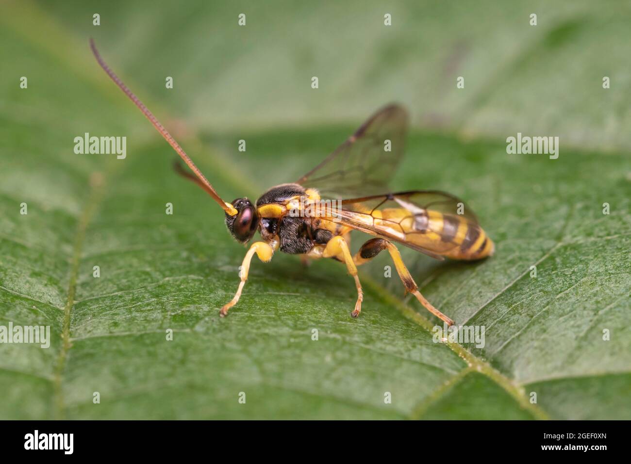 Ichneumonide Wasp (Colpotrochia crassipes) Stockfoto