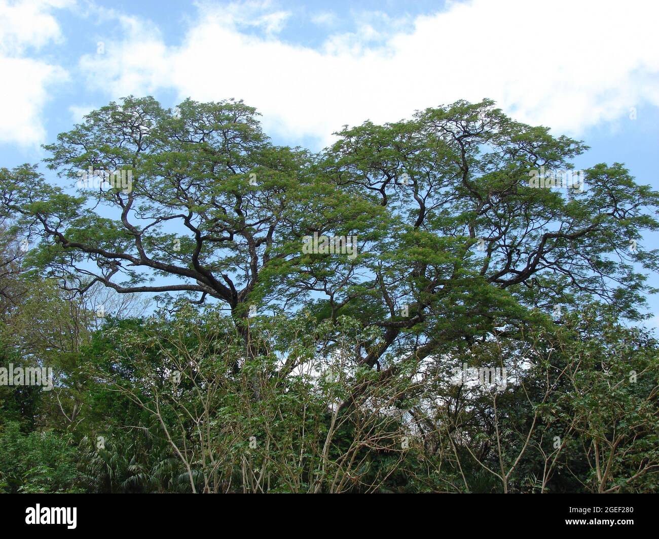Guanacaste Tree entlang Rio Tempisque im Palo Verde Nationalpark, Costa Rica Stockfoto