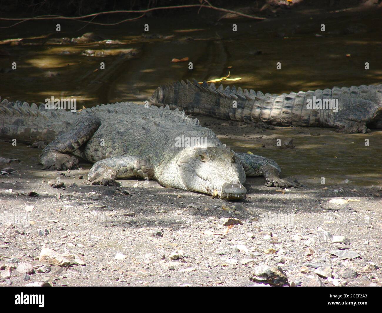 Costa Rica Krokodil im Palo Verde Nationalpark Stockfoto