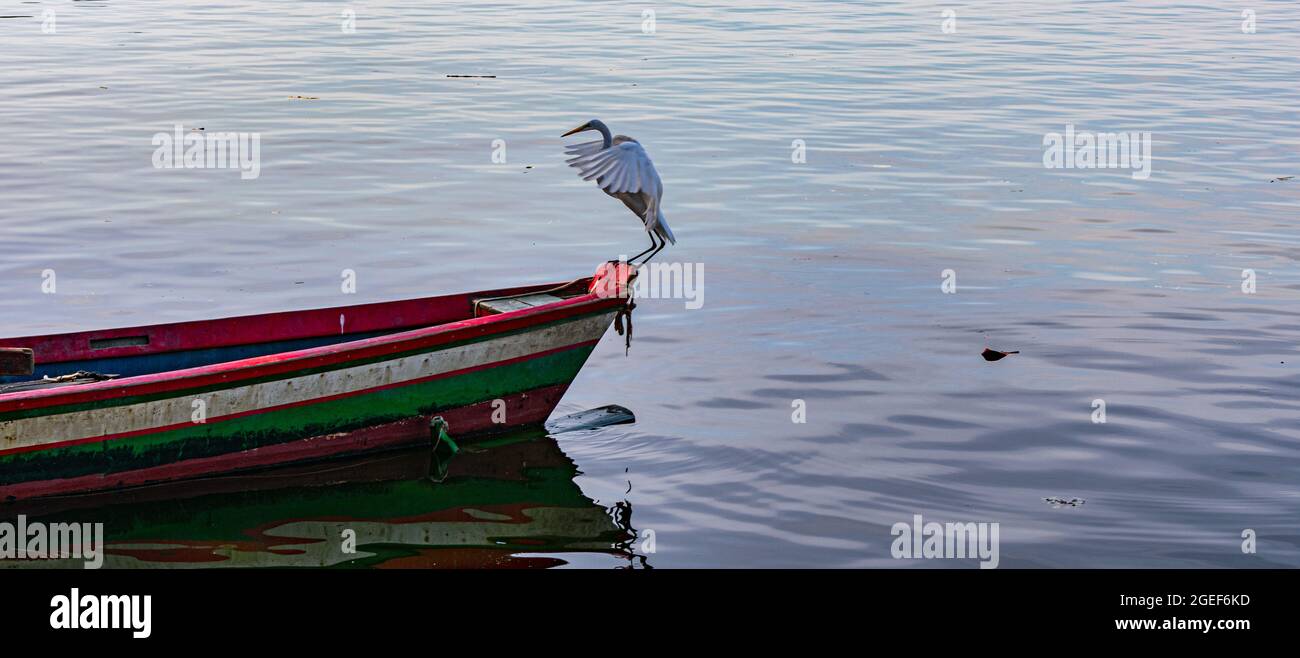 Rio de Janeiro, Brasilien - UM 2021: Reiher ist ein Vogel der Ordnung Peleaniformes und kann in ganz Brasilien gefunden werden Stockfoto