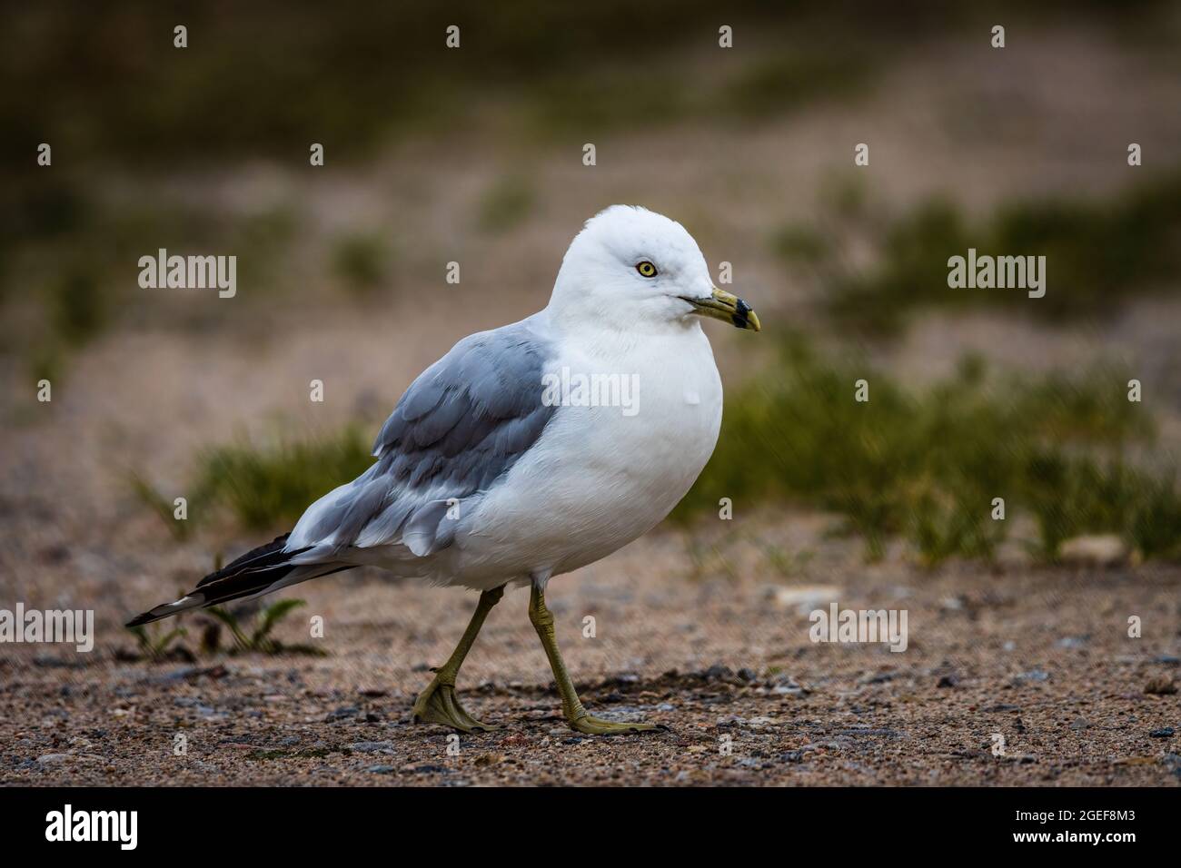 Ein Bild einer Ringschnabelmöwe, die an einem Sandstrand spazieren geht. Der weiße Kopf und der Körper stehen im Kontrast zu den grauen Flügeln. Stockfoto