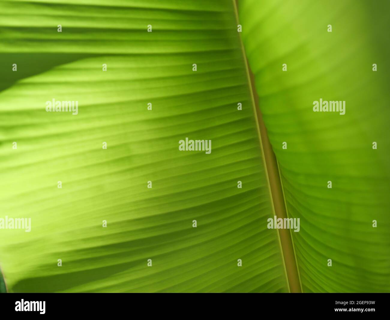 Verschwommene Bilder von grünen Linien und Streifen auf der Oberfläche des Bananenblattes, abstrakter Hintergrund aus dem hellen mit dunklen Bereichen durch natürliches Licht Stockfoto