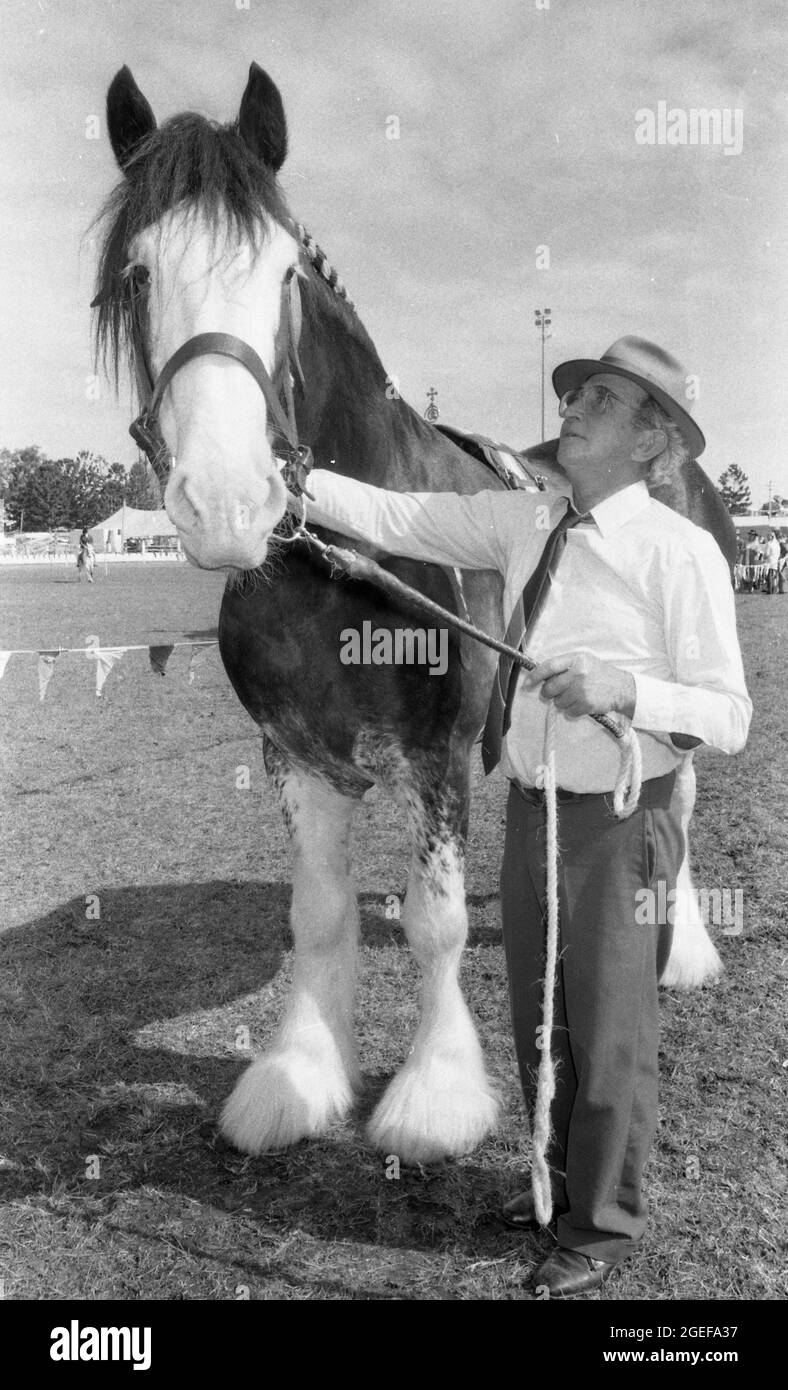 GATTON QUEENSLAND, AUSTRALIEN, JULI 1984: Ein Handler bekommt sein Clydesdale-Pferd auf der jährlichen A- und P-Show in Gatton, Queensland, 1984 unter Kontrolle. Gescannt von Originalnegativen für die Zeitungsveröffentlichung. Stockfoto