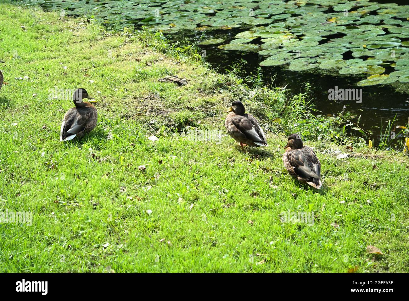 Schöne Aufnahme von Enten und Emergent Pflanzen in einem See Stockfoto