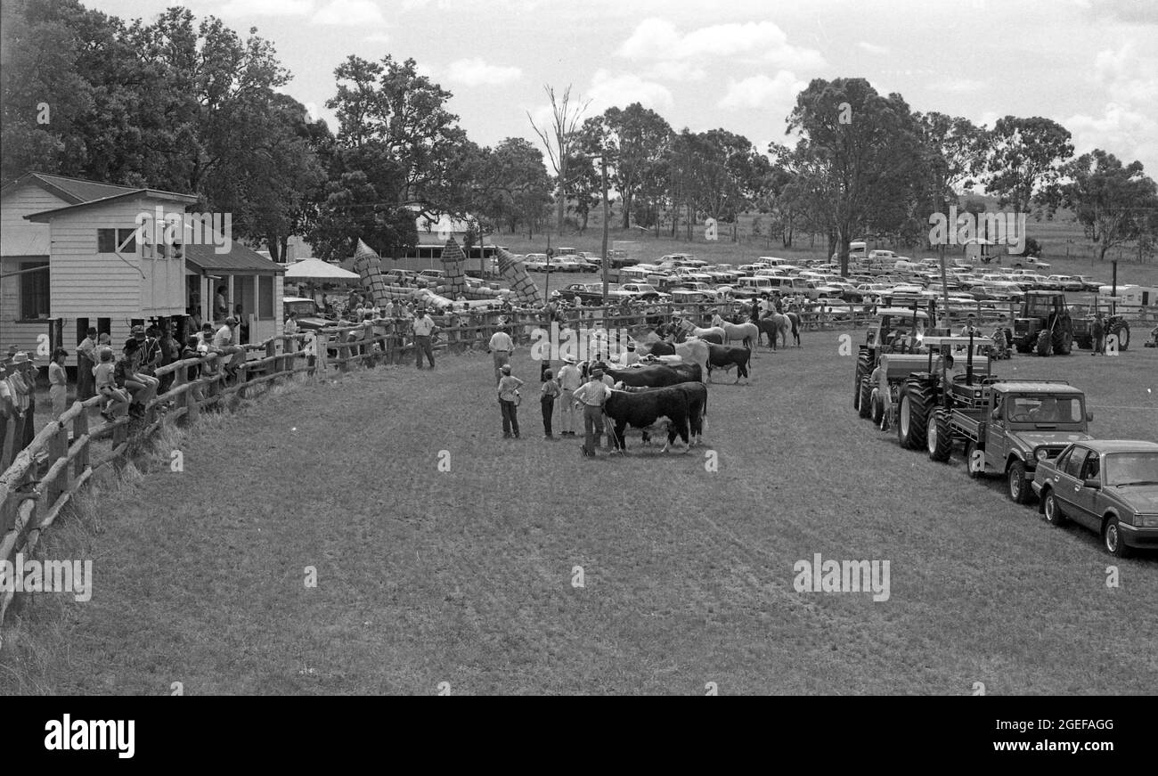 QUEENSLAND, AUSTRALIEN, MAI, 1984: Bauern stellen sich mit ihrem Bestand zusammen, um auf einer A & P-Show im ländlichen Queensland, 1984, die besten in der Schau zu beurteilen. Gescannt von Originalnegativen für die Zeitungsveröffentlichung. Stockfoto