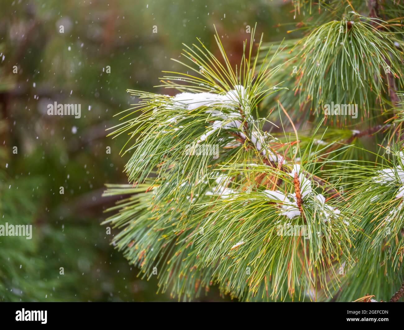 Zedernzweige mit langen flauschigen Nadeln im Winter mit Schnee bedeckt. Pinus sibirica oder sibirische Kiefer. Kiefer Zweig mit langen und dünnen Nadeln. Den Stift Stockfotografie