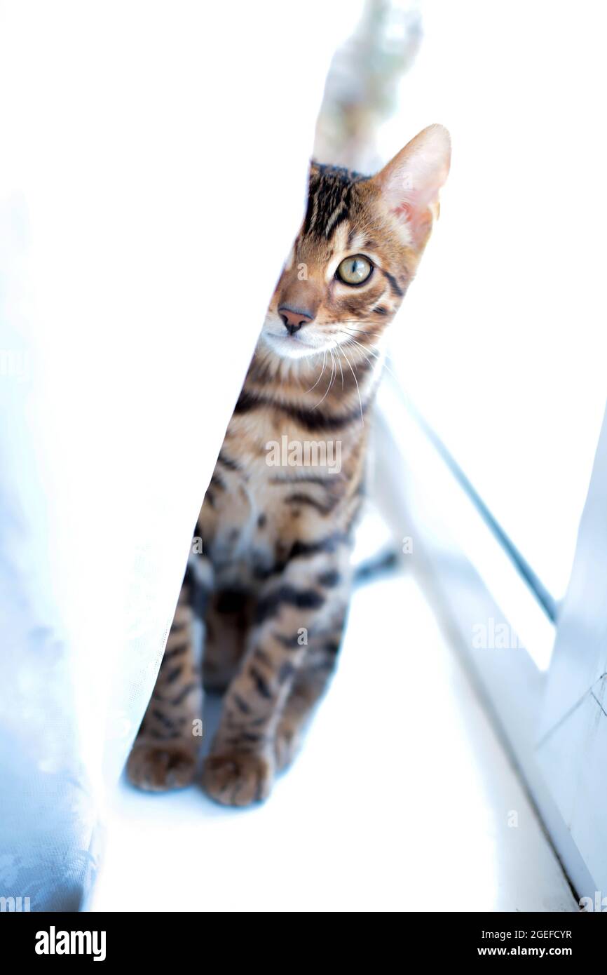 Sitzende Bengalkatze zu Hause Stockfoto