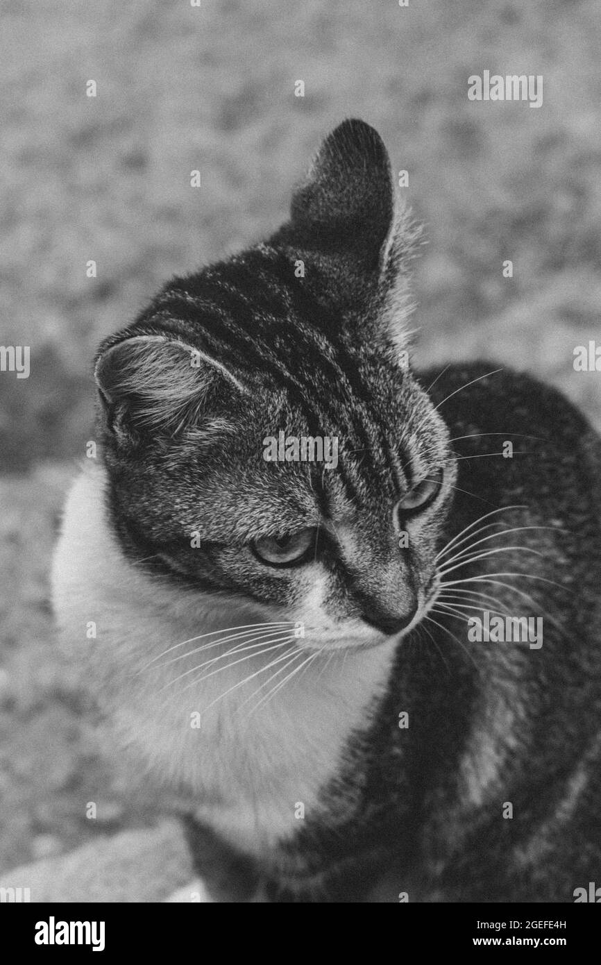 Niedliches Aussehen einer Hauskatze (Haustier) in einer Alltagssituation Stockfoto