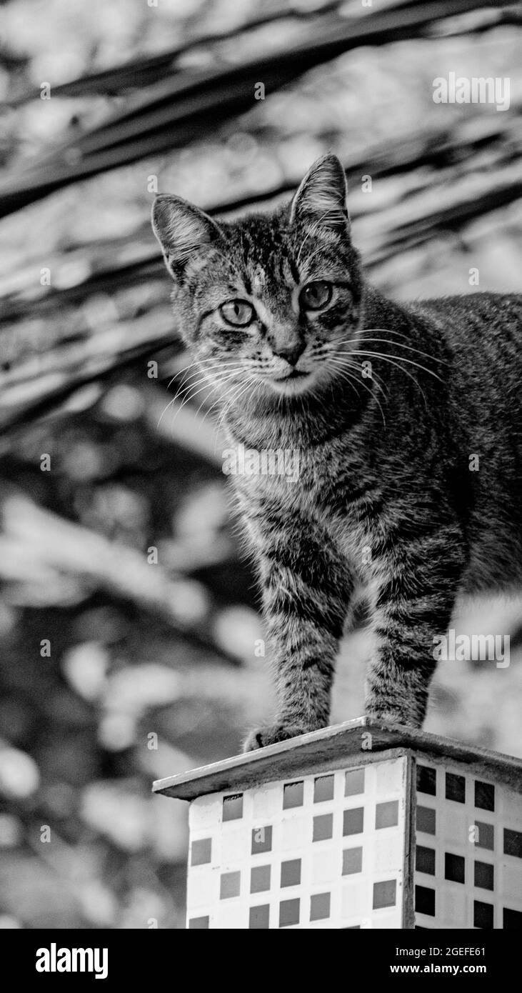 Niedliches Aussehen einer Hauskatze (Haustier) in einer Alltagssituation Stockfoto