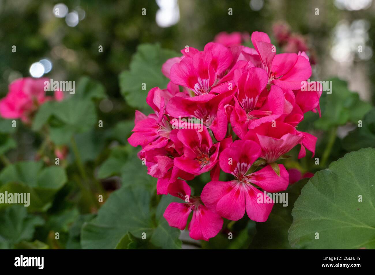 Efeu geranie Fotos und Bildmaterial in hoher Auflösung Alamy