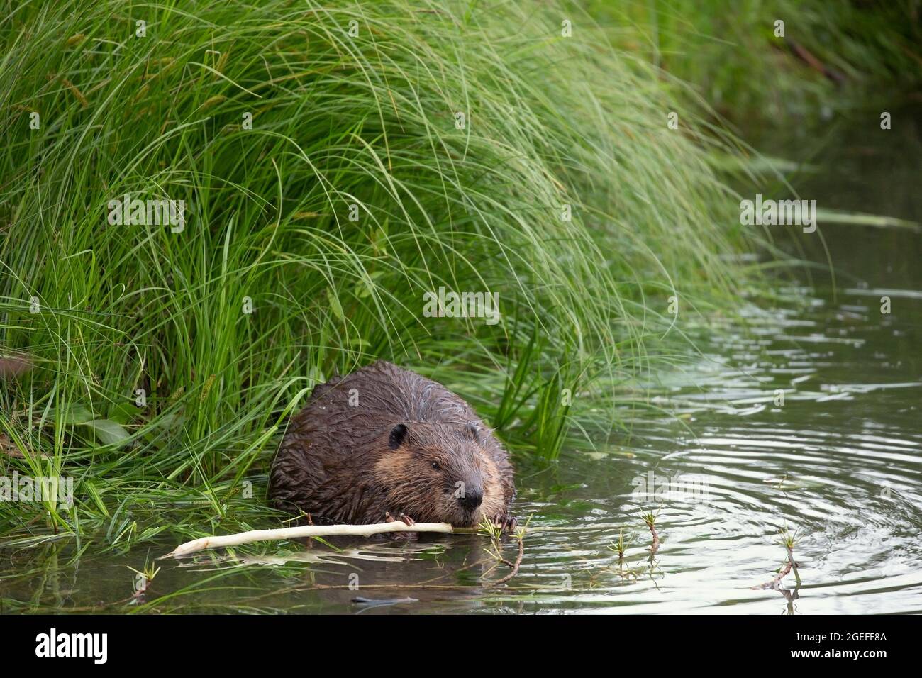 Biber kauen an der Rinde eines Balsam-Pappelbaums in einem Teich (Castor canadensis, Populus balsamifera) Stockfoto