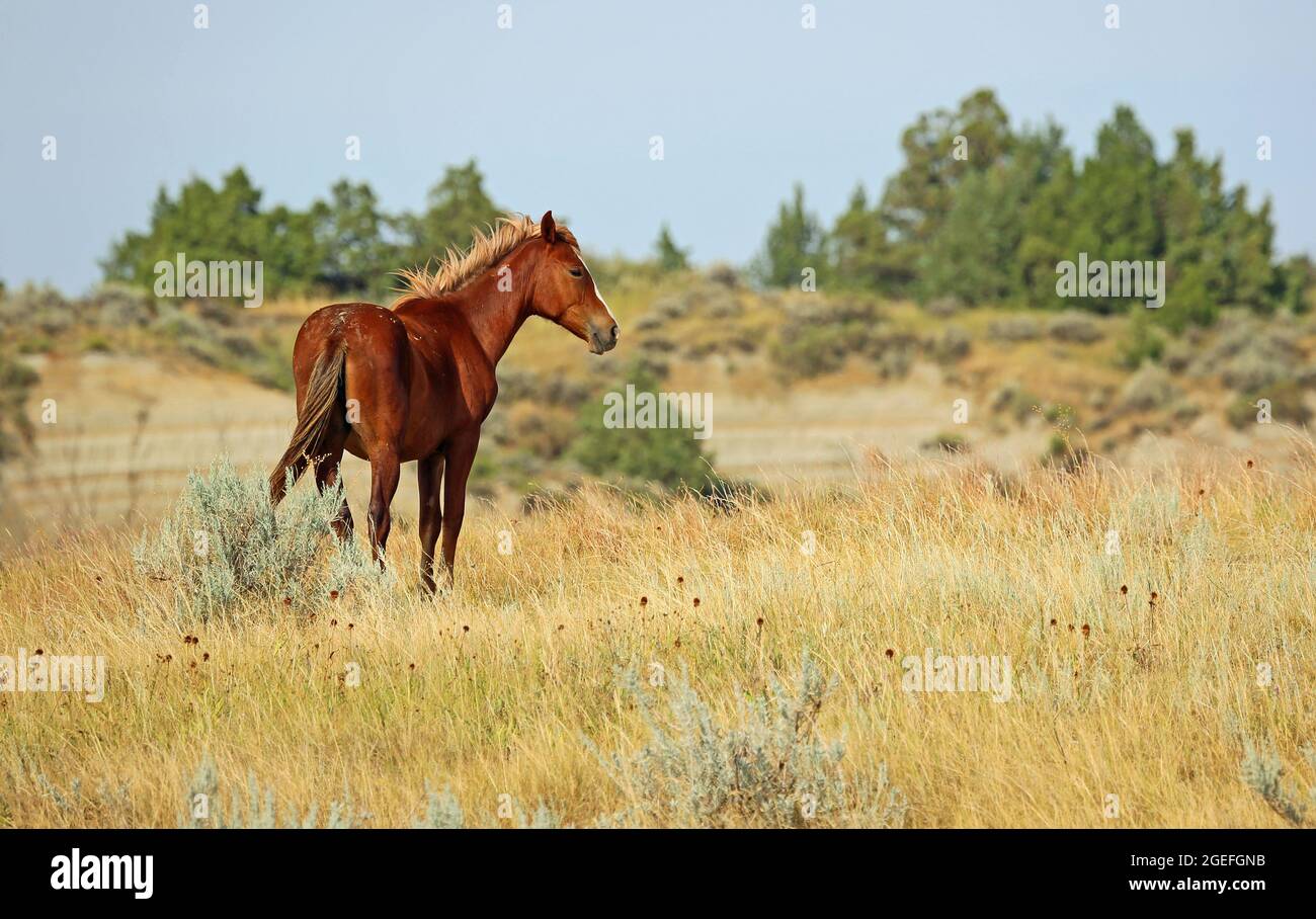 Wild Horse, North Dakota Stockfoto