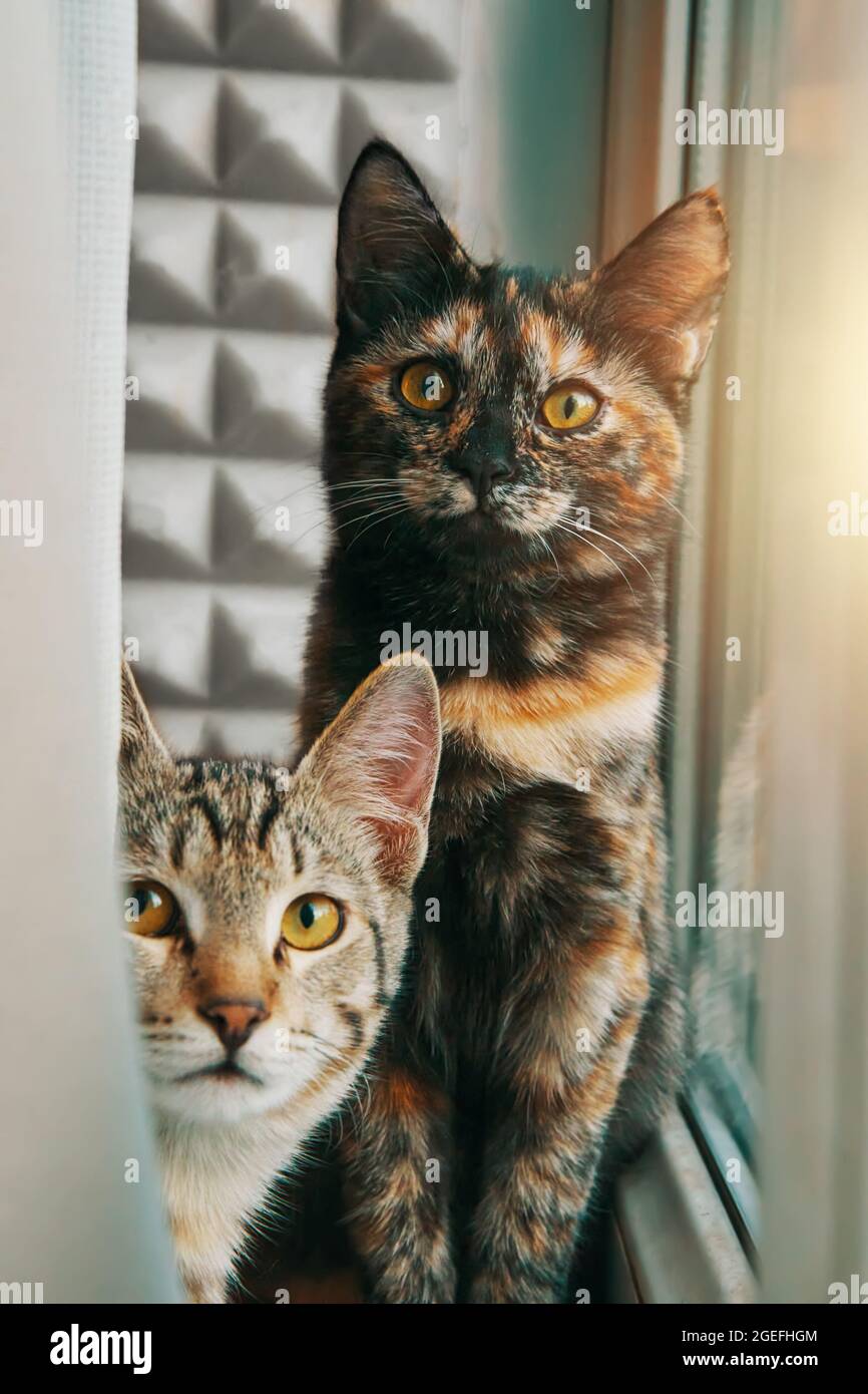 Zwei neugierige Hauskatzen schauen sich die Kamera an.Tabby Kätzchen schaut hinter dem Vorhang hervor. Haustiere am Fenster. Pussycat sitzt auf der Fensterbank. Stockfoto