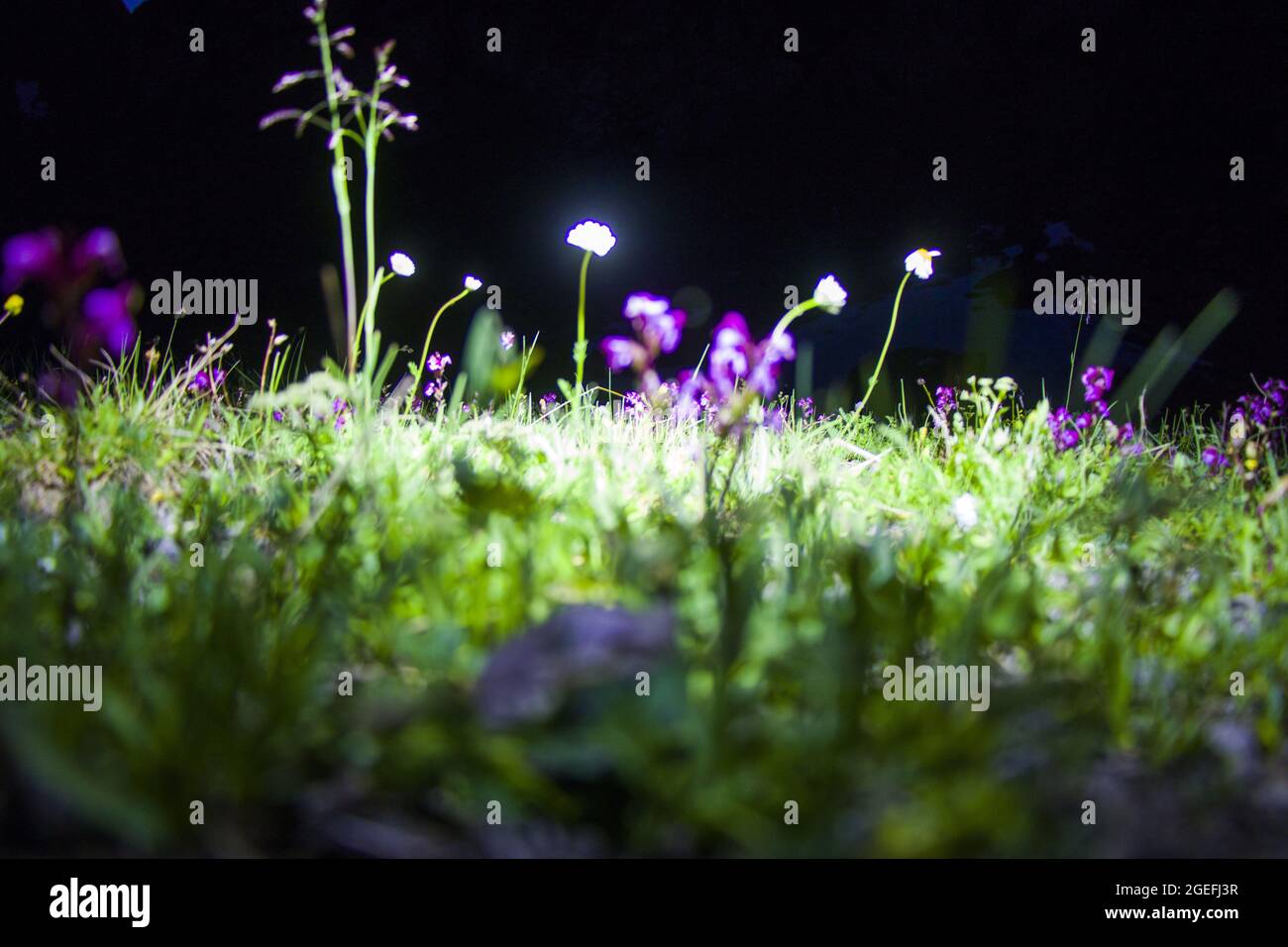 Selektiver Fokus von violetten Wildblumen, die in einem Feld mit einem hellen Licht darüber blühen Stockfoto