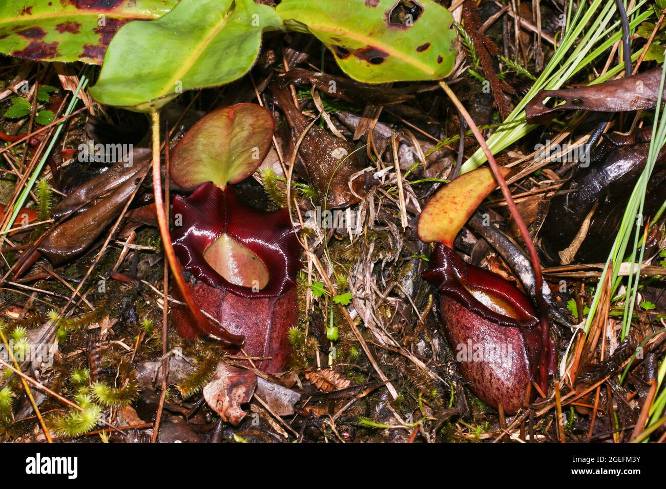 Fleischfressende Krug-Pflanze (Nepenthes rajah), zwei purpurne Krug, Sabah, Borneo Stockfoto