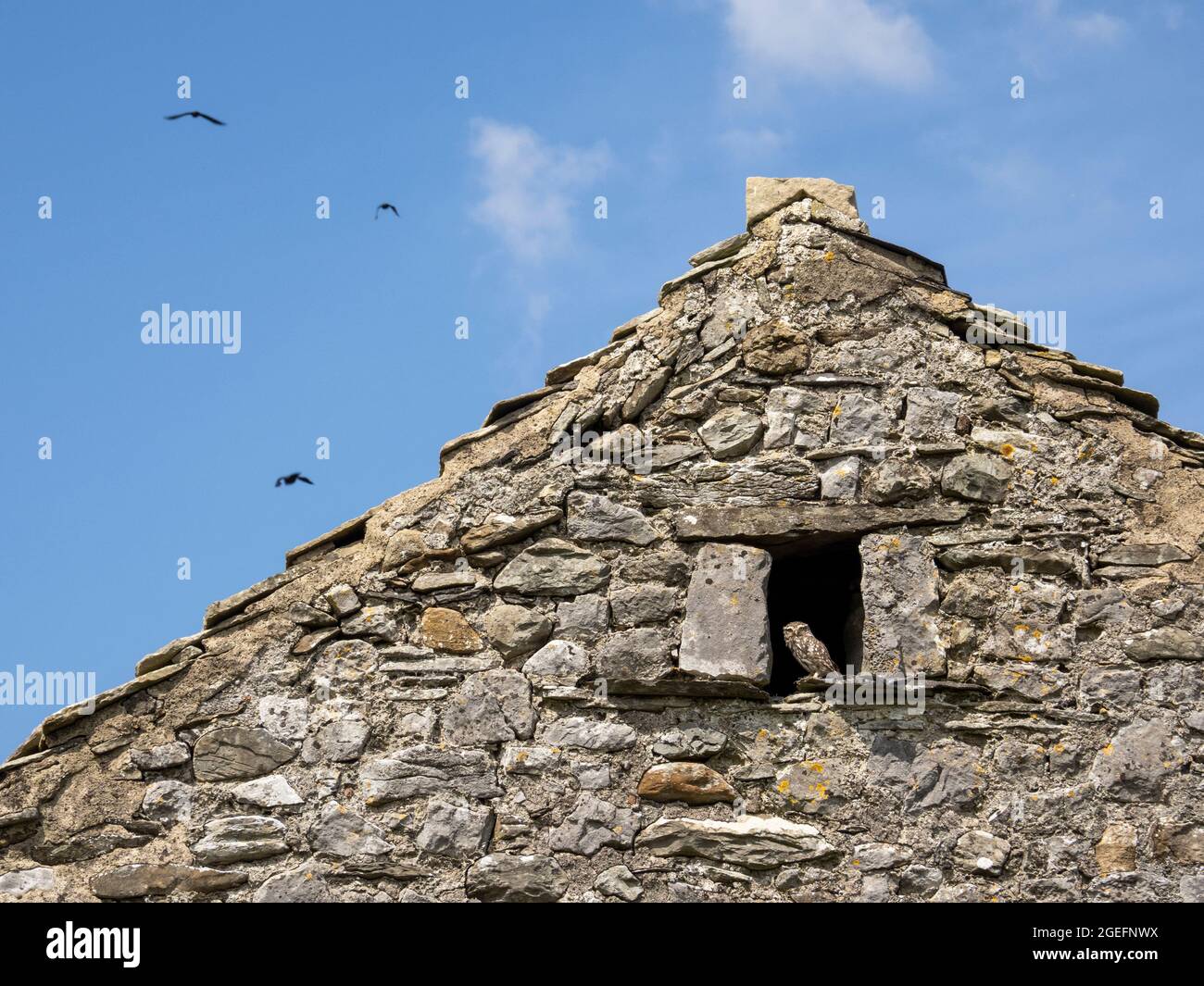 Eine kleine Eule in einer Scheune in der Nähe von Settle, Yorkshire Dales, Großbritannien. Stockfoto