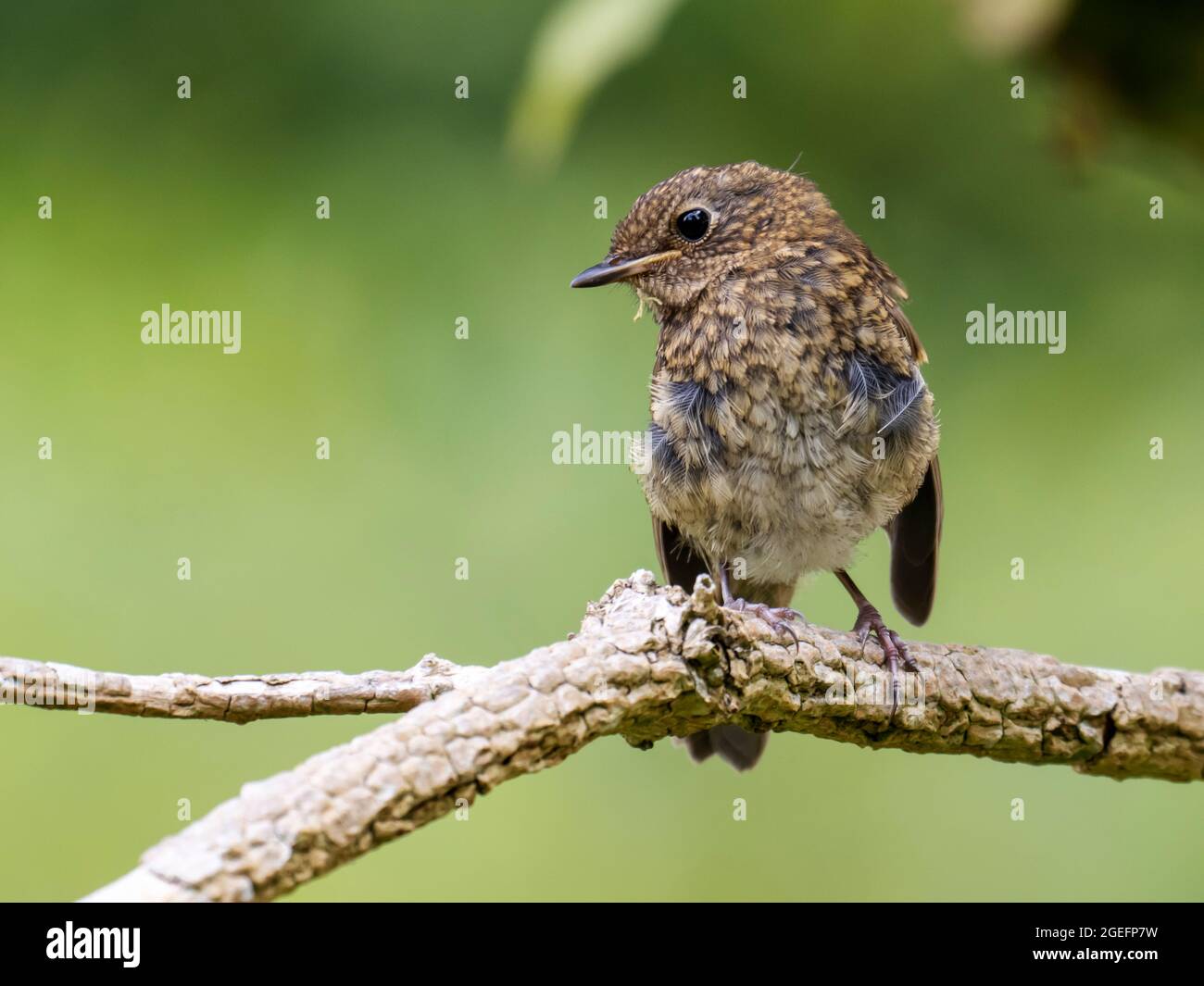 Ein junger Robin, der Federn mausiert, Ambleside, Großbritannien. Stockfoto