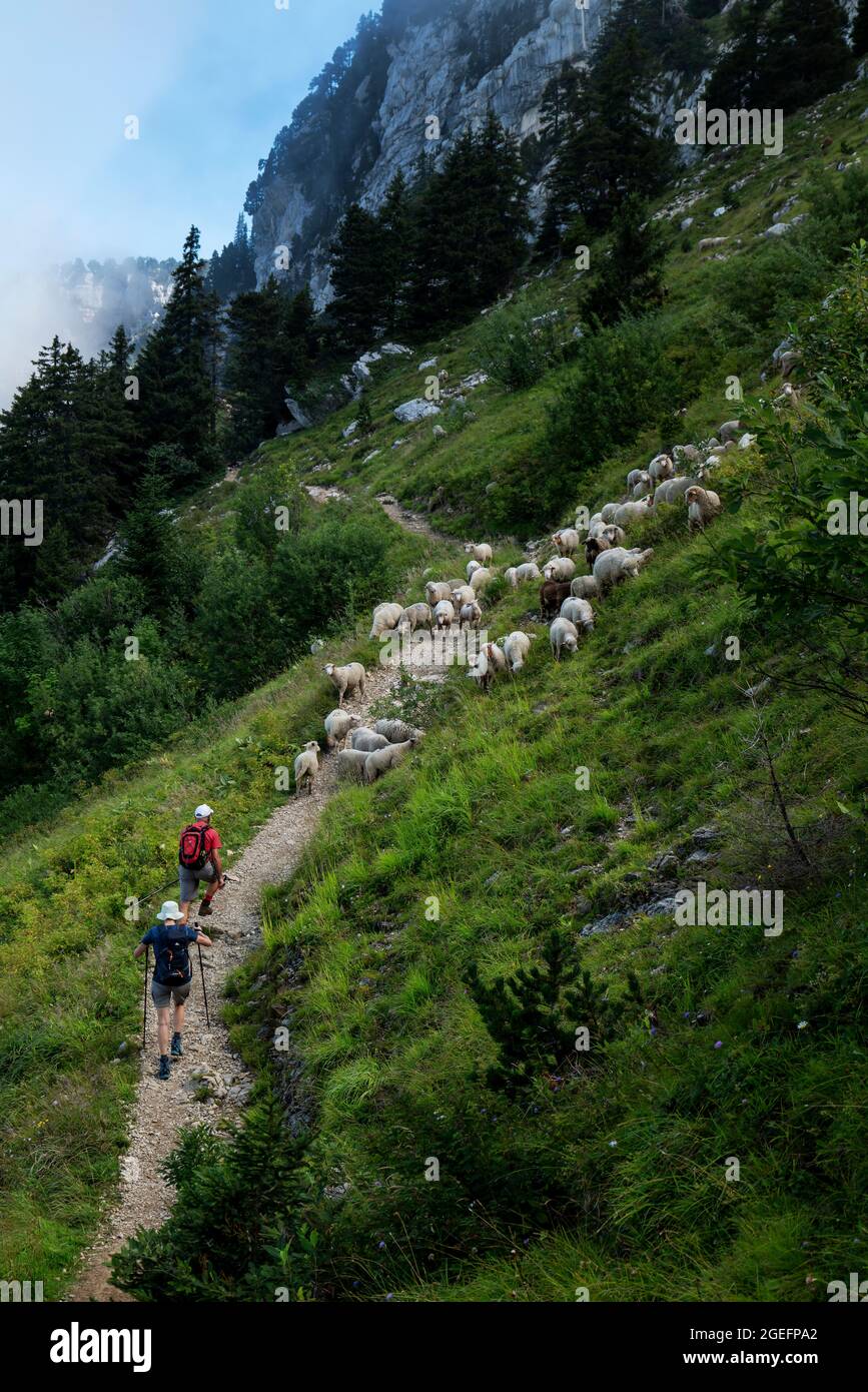 Wanderer begegnen Schafen in den französischen Alpen Stockfoto