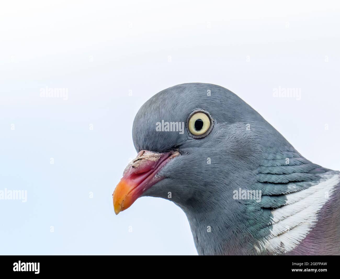 Eine Holztaube, Columba palumbus auf einer Gartenhecke, Ambleside, Lake District, Großbritannien. Stockfoto
