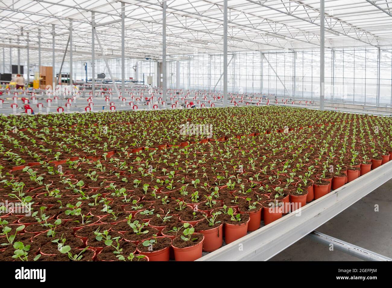 Gewächshauseinrichtungen. Blumen in der Gewächshausfarm wachsen. Stockfoto