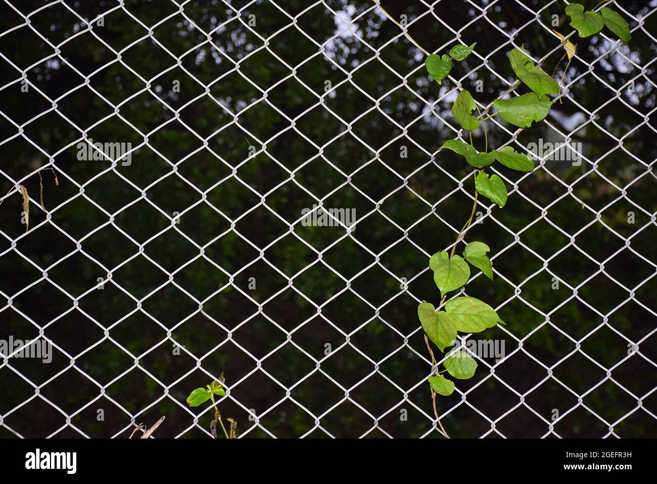 Eisennetz, darauf wachsende Weinrebe, Stockfoto