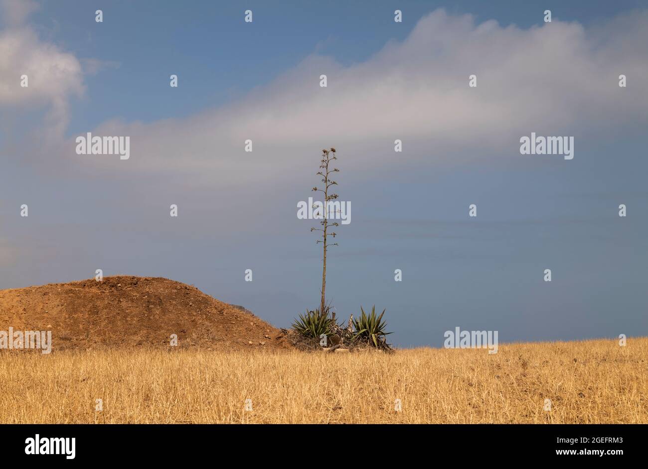 Landschaft der Agavenpflanze / Pita-Pflanze im Naturpark Cabo de Gata, Spanien, im Sommer Stockfoto