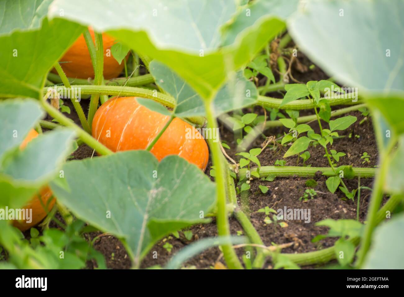 Drei orangefarbene Kürbisse wachsen im Gartenbeet. Ernte von Herbstgemüse. Gesunde Ernährung Konzept, vegetarische Ernährung von rohen frischen Lebensmitteln. Nicht-GVO-biologische Lebensmittel. Hintergrund, Hintergrund, Splash, Postkarte. Stockfoto