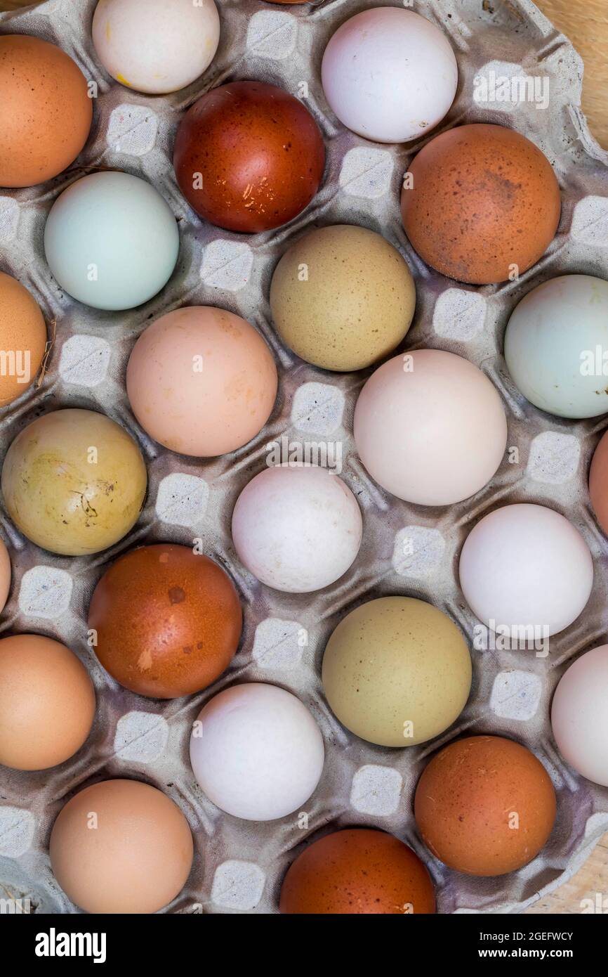 Eier in verschiedenen Farben auf einem Tablett Stockfoto