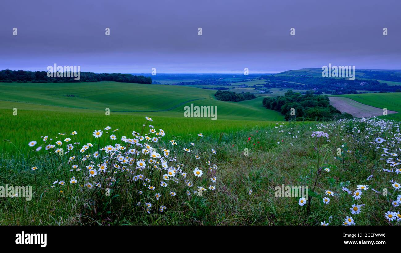 Arundel, Großbritannien - 19. Juni 2021: MIS-Sommertag - Nebel und Nieselregen mit wilden Blumen von Bury Hill über dem Arun Valley im South Downs National Pa Stockfoto