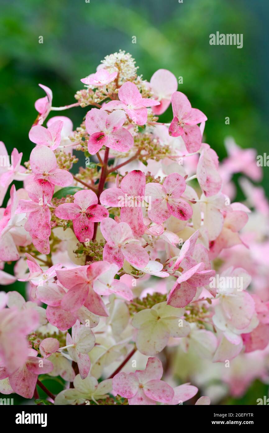 Wunderschöne und dramatische rosa und weiße Hortensienblüte Stockfoto