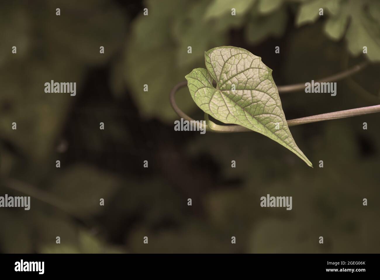 Dunkelgrünes Blatt mit unscharfer Hintergrundfarbe. Stockfoto