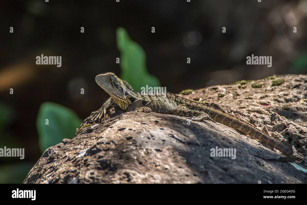 Wasserdrachen Reptil, itellagama lesuerurii, sonnen sich in der Sommersonne auf einem großen Basaltsteinblock neben einem Gartenteich. Queensland, Australien. Stockfoto