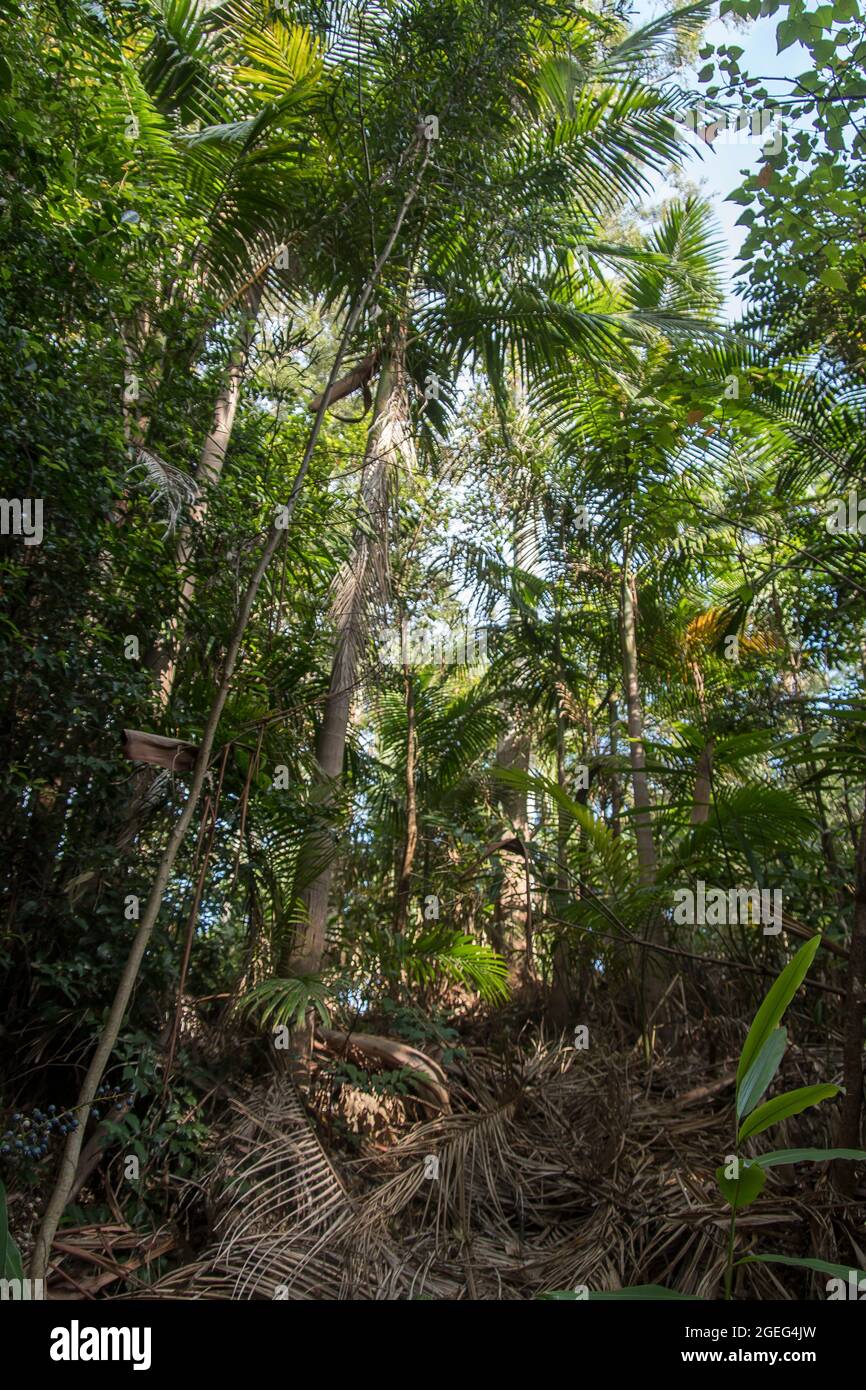 Untergeschichte des subtropischen Regenwaldes. Bangalow-Palmen (Archontophoenix cunninghamiana, Königspalme, Illawara-Palmen, Piccabeen), Tamborine Mt, Australien. Stockfoto