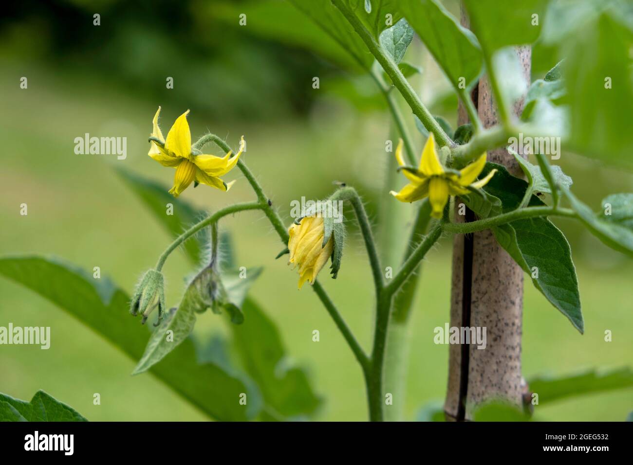 Tomatenpflanze mit Blumen in einem Garten im Frühjahr Stockfoto