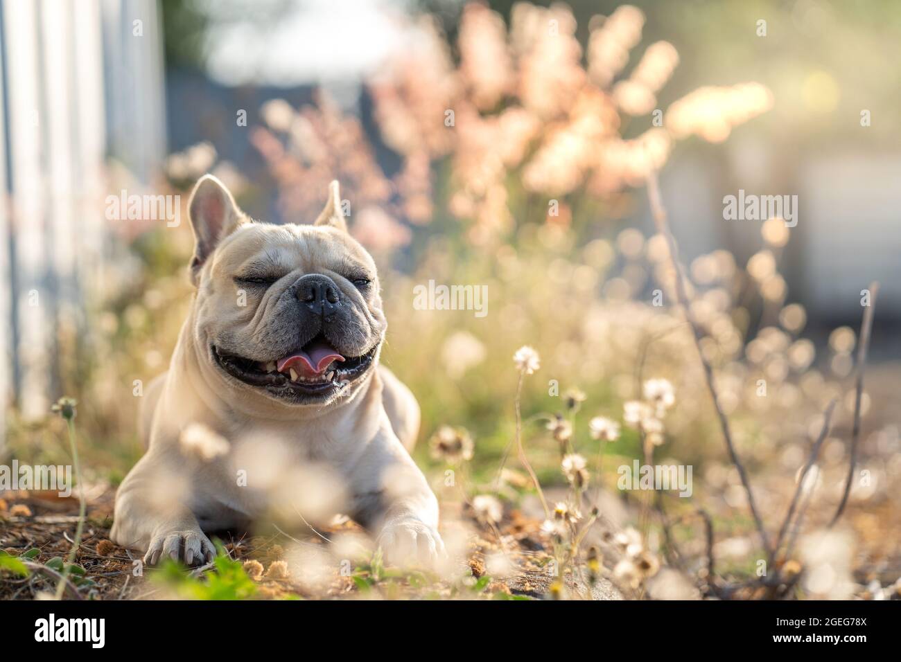 Eine Gluckliche Englische Bulldogge Die An Einem Sonnigen Tag Auf Dem Feld Ruht Stockfotografie Alamy
