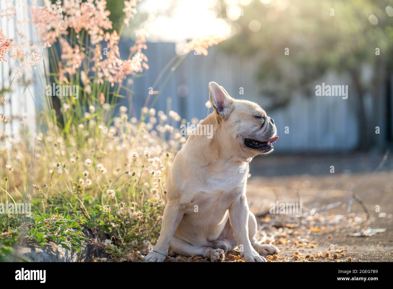 Eine Gluckliche Englische Bulldogge Die An Einem Sonnigen Tag Auf Dem Feld Ruht Stockfotografie Alamy