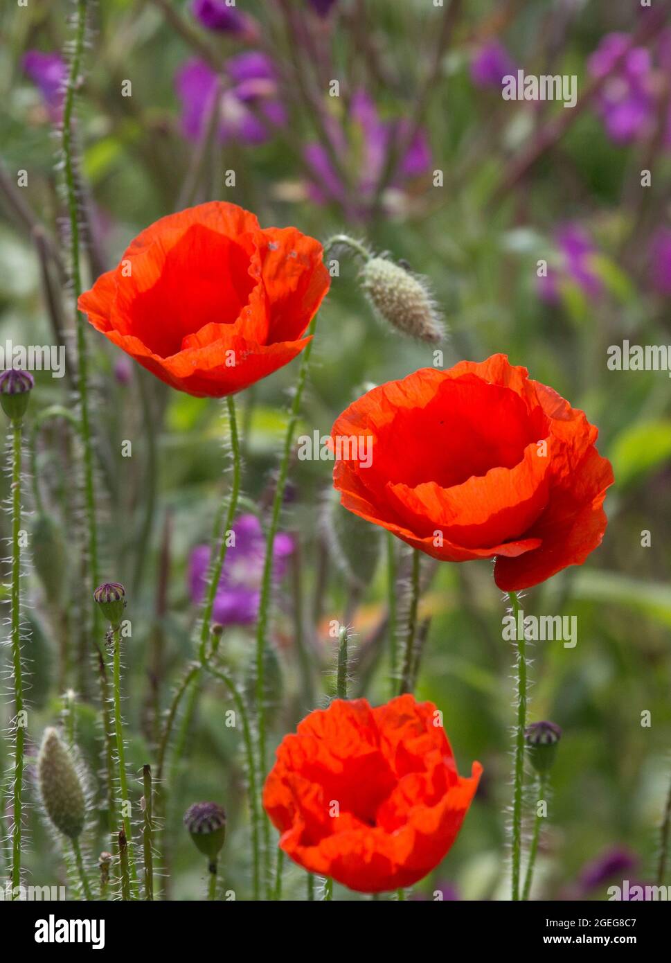 Papaver Rhoeas, der Mohnbohnbohnblume, Edinburgh, Schottland. Stockfoto