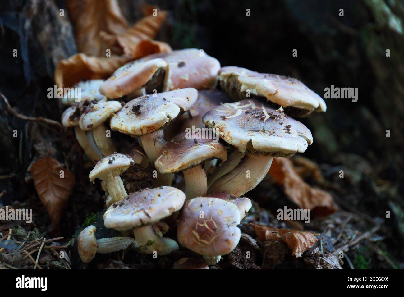 Nahaufnahme eines Pilzbeines im Wald Stockfoto