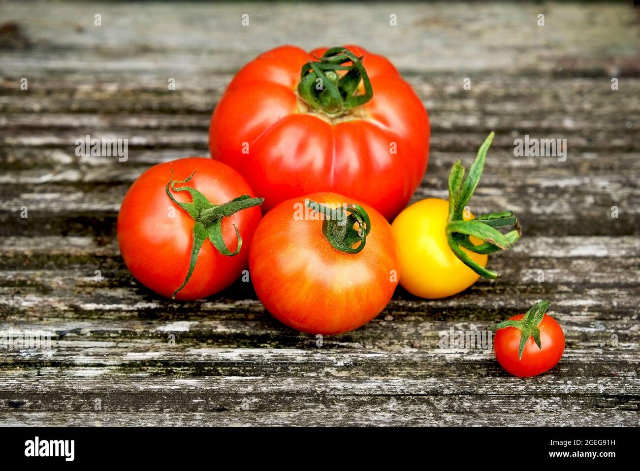 Gruppe von fünf verschiedenen Sorten von leckeren reifen frischen Tomaten auf einer Holzoberfläche Stockfoto