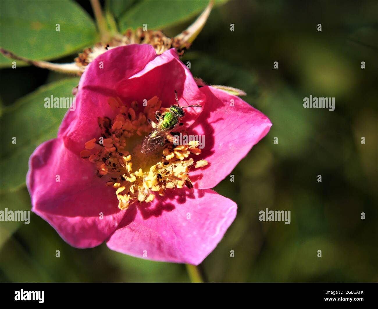 Nahaufnahme einer metallisch-grünen, süßen Biene, die Nektar aus der rosa Blume auf einer wilden Rosenpflanze sammelt Stockfoto