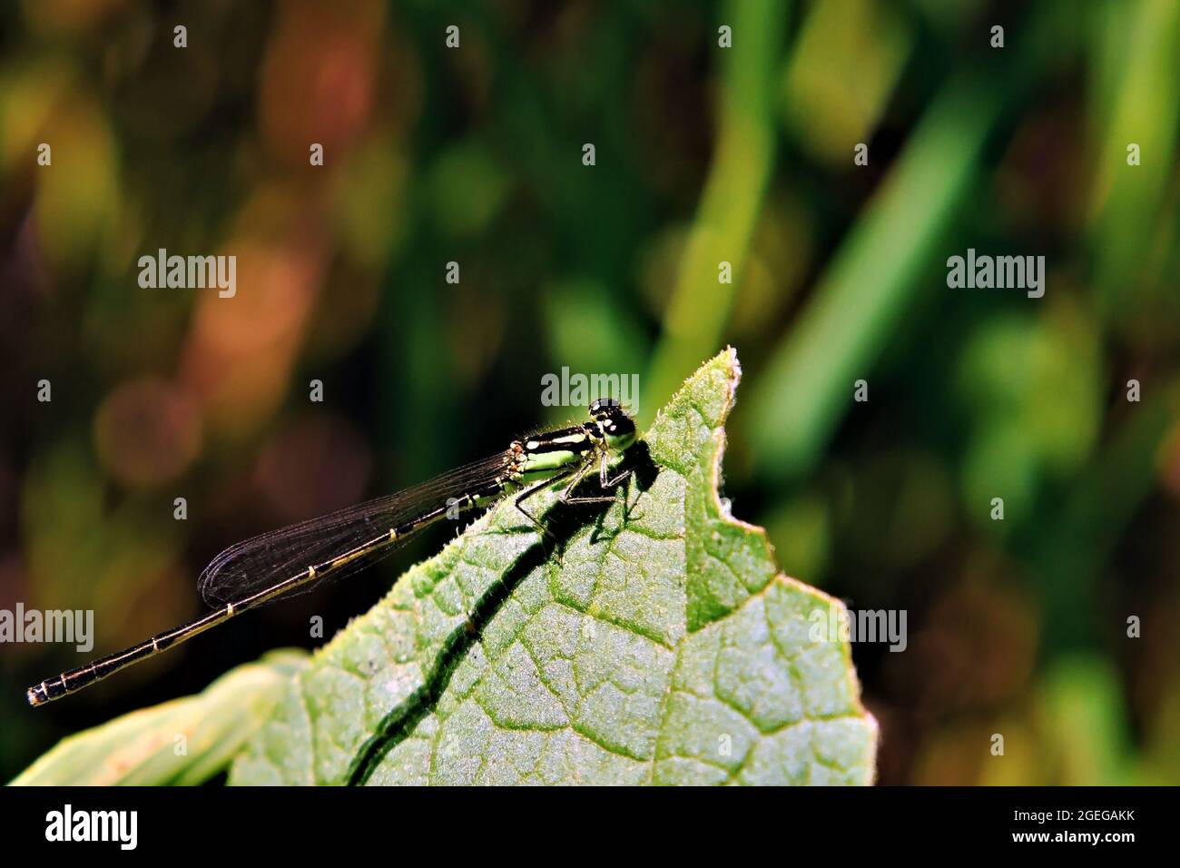 Nahaufnahme einer Libelle, die im Sonnenlicht auf einem Pflanzenblatt im Wald ruht. Stockfoto