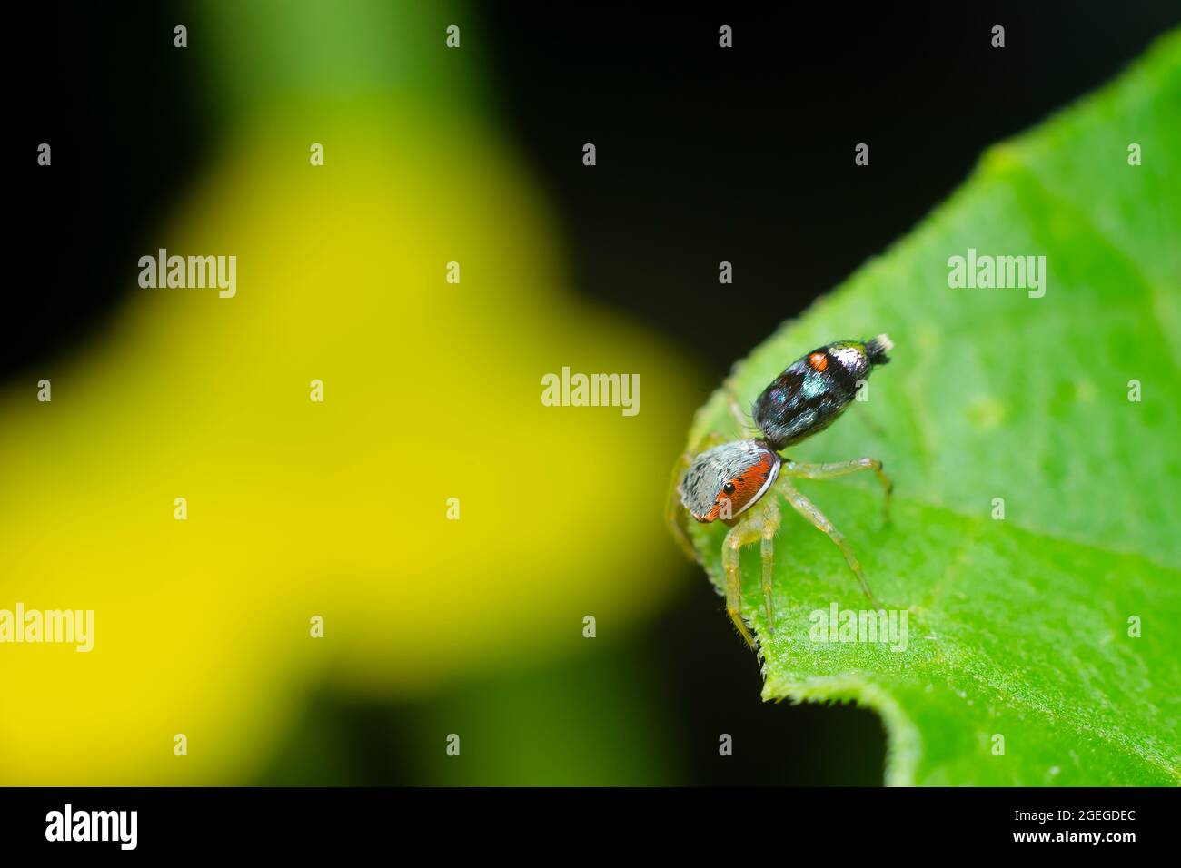 Bunte Chrysilla-Spinne, die als springende Spinne auf dem Pflanzenblatt bekannt ist. Selektiver Fokus verwendet. Stockfoto