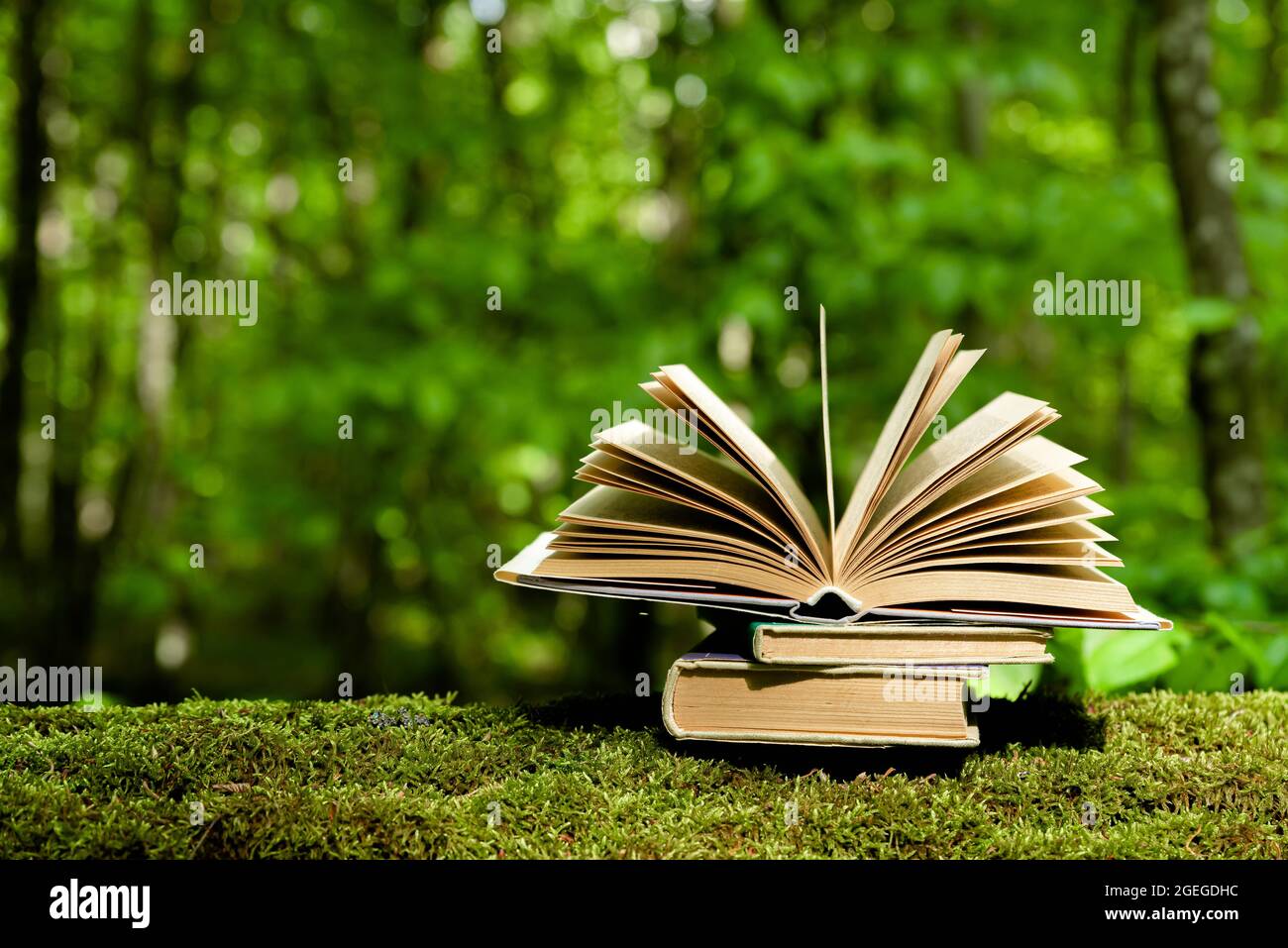 Alte Bücher liegen auf grünem Moos im Wald mit Bäumen im Hintergrund. Öffnen Sie das Buch mit alten Papierseiten. Konzept von Wissen, Weisheit, Märchen und Imagin Stockfoto