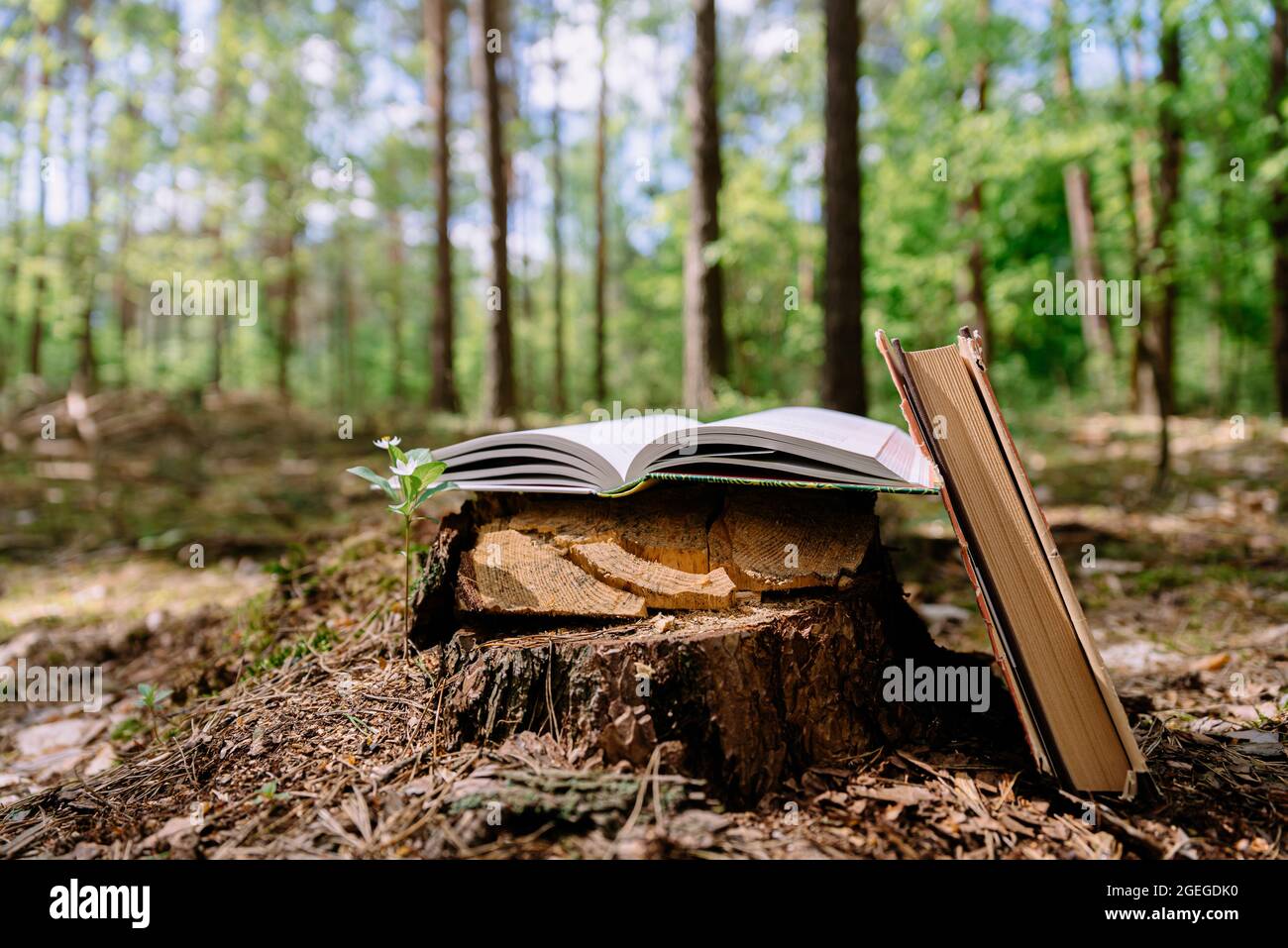 Bücher liegen auf Baumstumpf mit Waldbäumen im Hintergrund. Öffnen Sie das Buch mit Seiten. Konzept von Wissen, Weisheit, Märchen und Phantasie Stockfoto