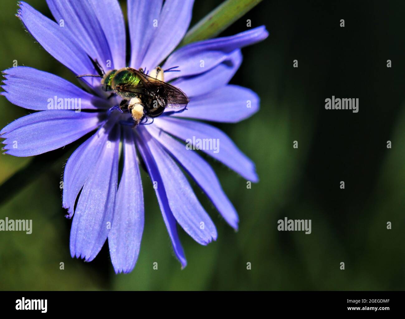 Nahaufnahme einer metallisch-grünen, süßen Biene, die Nektar aus der blauen Blume auf einer wilden Zichorien-Pflanze sammelt, die auf einer Wiese wächst. Stockfoto