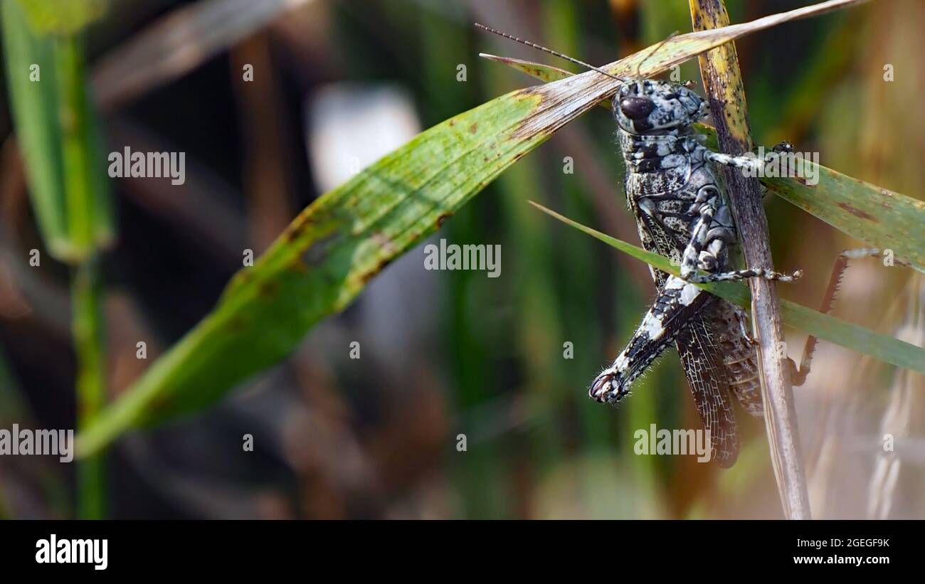 OLYMPUS DIGITALKAMERA - Nahaufnahme einer grauen und schwarzen Heuschrecke, die auf einem Grashalm auf einem Feld ruht. Stockfoto