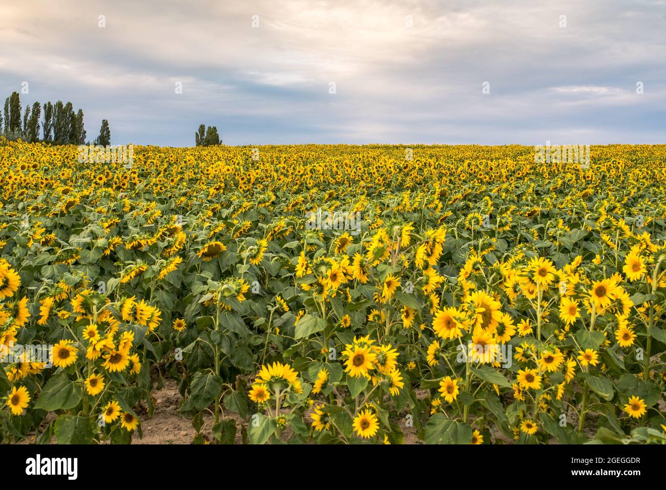 Sonnenblumenfeld so weit das Auge reicht Stockfoto