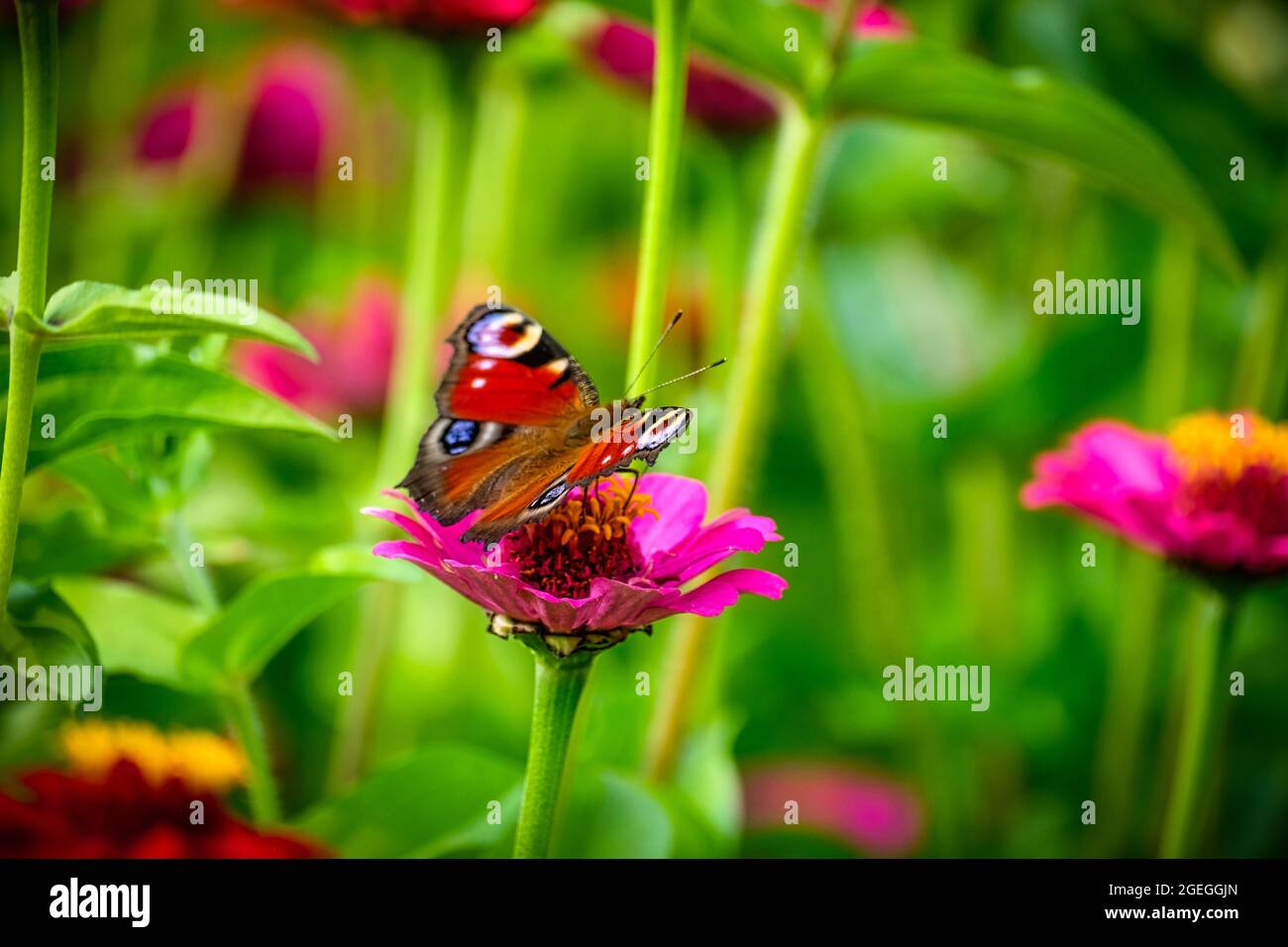 Tagpfauenauge auf rosa Blume Stockfoto